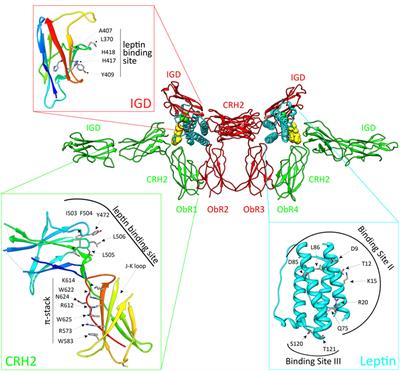 The Leptin Receptor Complex: Heavier Than Expected?